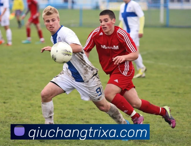 球长体育平台生态图